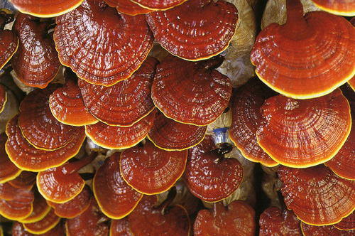 Ganoderma Lucidum